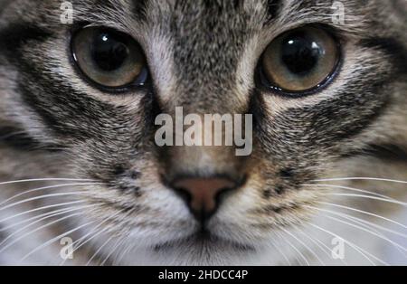 Vue rapprochée de la face du chat.Look chat Banque D'Images
