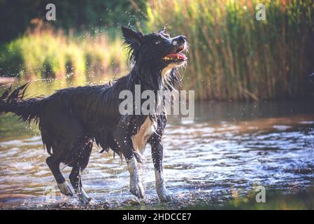 Bordure noire et blanche collie est trempée au bord d'un lac.Le chien peut être vu du côté, regardant vers le haut, la langue en dehors, le lac avec Banque D'Images