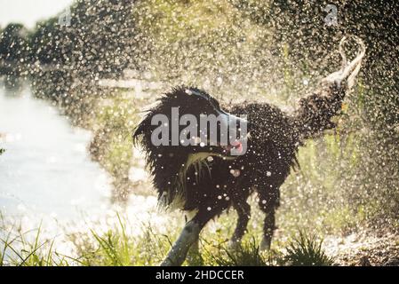 Bordure noire et blanche collie se tient trempée sur le bord d'un lac et secoue l'eau hors de sa fourrure.Le chien peut être vu du côté, en regardant vers le haut, Banque D'Images