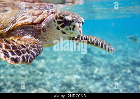 Echte Karettschildkroete, Kuba, Indischer Ozean, (Eretmochelys imbricata), Banque D'Images