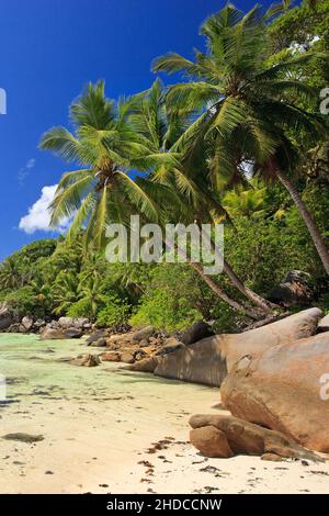 Felsen und Palmen, La Digue, Seychellen Indischer Ozean, Banque D'Images