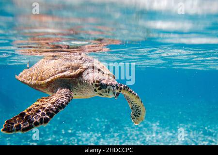 Echte Karettschildkroete, Kuba, Indischer Ozean, (Eretmochelys imbricata), Banque D'Images