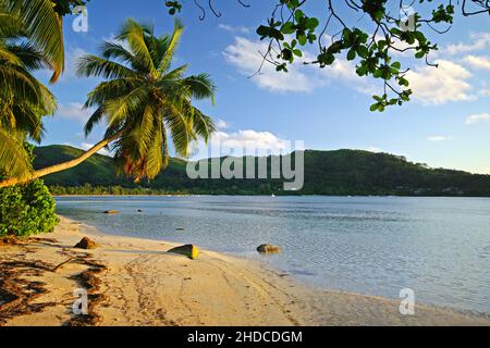 Sonnenuntergang am Sandstrand an der Anse à la Mouche mit Palmen und Granitfelsen, Takamakabäumen, Mahe, Seychellen Banque D'Images