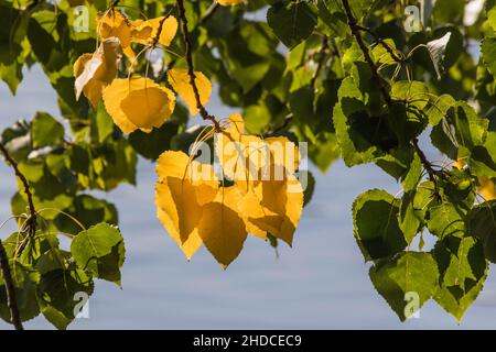 Pappel im Herbst, Populus sp./ Poplar ina ucolonne, Populus sp. Banque D'Images