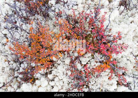 Zwergbirken und Rentierflechten im herbst, Betula nana, Cladonia rangiferina / Dwarf Birches and Reinner Moss en automne, Betula nana, Cladonia rangif Banque D'Images