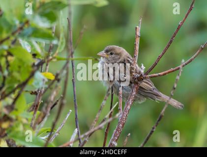 junger Birkenzeisig, Acanthis flammea / jeunes Redpoll commun, Acanthis flammea Banque D'Images