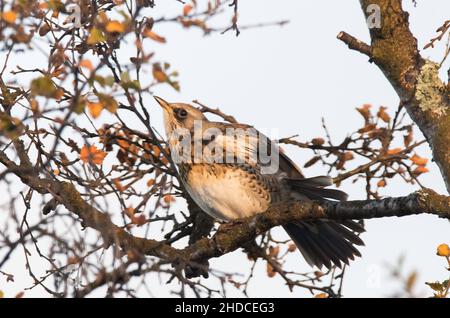 Wacholderdrossel im Herbst, Turdus pilaris / Fieldfare en automne, Turdus pilaris Banque D'Images