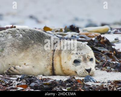 Verletzter Seehund am Strand der Helgoländser Düne, Phoca vitulina / phoque commun blessé sur la plage de Helgoland Dune, Phoca vitulina Banque D'Images