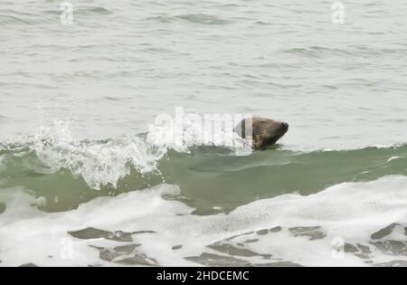Surfende Kegelrobbe auf Helgoland, Halichoerus grypus / Gray Seal Surfing sur l'île Helgoland, Halichoerus grypus Banque D'Images