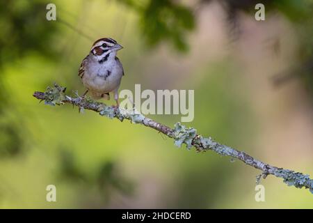 Lark Sparrow; Chondestes grammacus; été; zone naturelle de Block Creek; Texas; Hill Country Banque D'Images