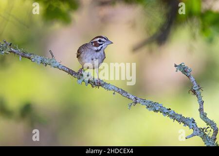 Lark Sparrow; Chondestes grammacus; été; zone naturelle de Block Creek; Texas; Hill Country Banque D'Images