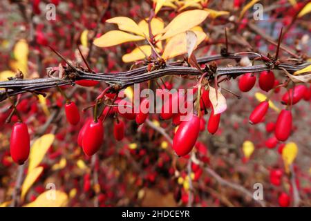 Berberitze im Herbst, Berberis sp., / Berberis en automne, Berberis sp., Banque D'Images