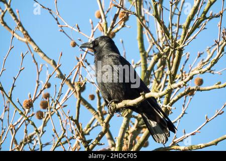 Rabenkrähe, Corvus corone / Carrion Crow, Corvus corone Banque D'Images