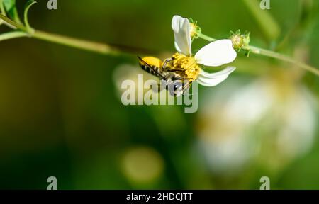 Une tête sur un gros plan d'une abeille se nourrissant du nectar d'une fleur sauvage de Floride blanche et jaune de Bidens alba. Banque D'Images