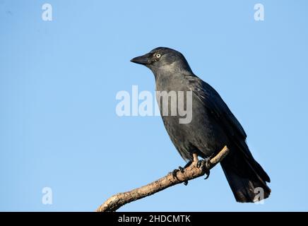 WESTERN Jackdaw, corvus monedula, perchée par une journée ensoleillée sur fond de ciel bleu Banque D'Images