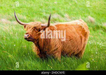 L'Écosse, Highlands, écorce Kyloe, (Bos taurus), les bovins, maison, Schottland, Schottisches, Rinde Hochland (Bos taurus), Hausrind, Banque D'Images