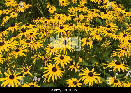 Rudbeckia fulgida 'Goldsturm' - Coneflowers en été. Banque D'Images