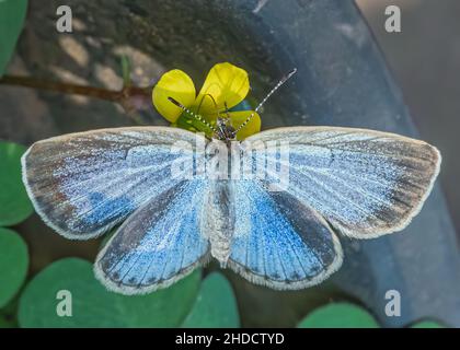 Papillon bleu assis sur une fleur dans le jardin Banque D'Images