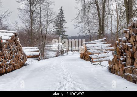 Waldweg im Winter mit Holzpoltern Banque D'Images