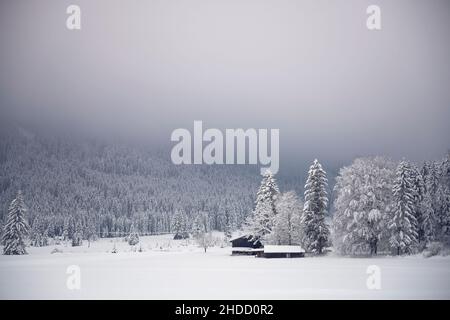 ambiance hivernale avec brouillard profond dans la forêt défrichement avec une ancienne hutte en bois et des arbres enneigés Banque D'Images