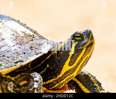 Tête de tortue peinte, vue rapprochée vers le haut, pour plus de détails. Banque D'Images