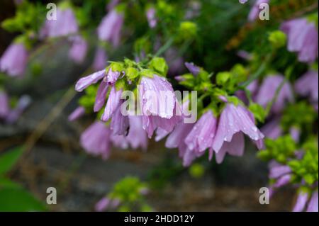 Waterdrops sur lilas sauvages cloches fleurs dans la forêt de montagnes après la pluie Banque D'Images