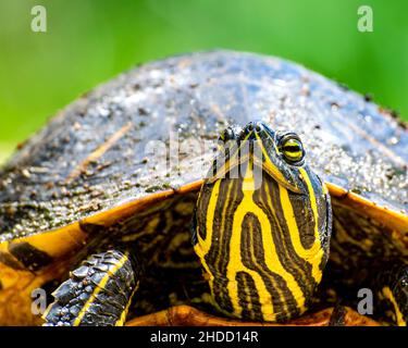 Tête de tortue peinte, vue rapprochée vers le haut, pour plus de détails. Banque D'Images