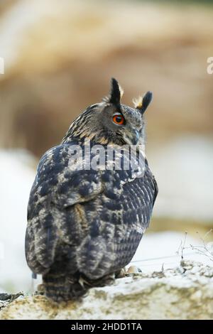 Un grand hibou marron se trouve sur la roche. Bubo Bubo, gros plan. La chouette-aigle eurasienne Banque D'Images