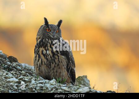 Un grand hibou marron se trouve sur la roche. Bubo Bubo, gros plan. La chouette-aigle eurasienne Banque D'Images