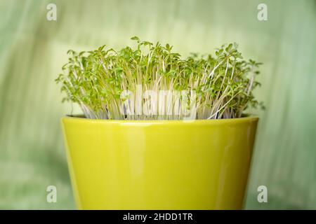 Nourriture de cresson verte fraîche dans pot de fleur verte sur fond vert Banque D'Images