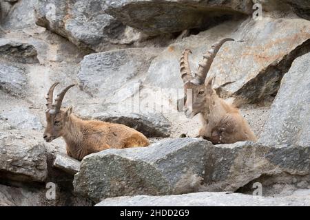 deux ibexes sont couchés sur une face rocheuse avec des cornes élevées en été Banque D'Images