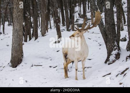 Cerf de Virginie européen également connu sous le nom de cerf de Virginie ou de cerf de Virginie (Dama dama) Banque D'Images