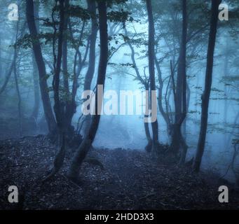 Forêt mystique en brouillard bleu au printemps au crépuscule.Bois sombre Banque D'Images