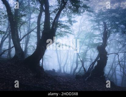 Forêt mystique en brouillard bleu au printemps au crépuscule.Bois sombre Banque D'Images