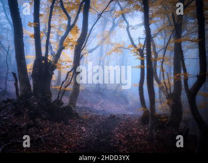 Forêt mystique en brouillard bleu en automne.Bois sombre Banque D'Images