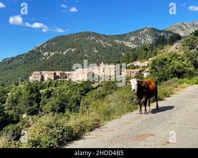 Vache dans la rue, à proximité du charmant village de montagne Albertacce, Corse, France. Banque D'Images