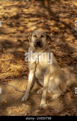 Célèbre dans le monde entier Sivas Kangal chien de 15 mois chiot femelle en Turquie Banque D'Images