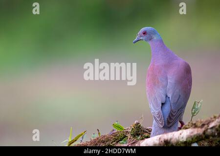 Pigeon à fente pâle; Patagioenas cayennensis; forêt humide tropicale; région des basses terres du nord; Maquenque Lodge;Costa Rica; forêt tropicale humide; Maquantum Banque D'Images