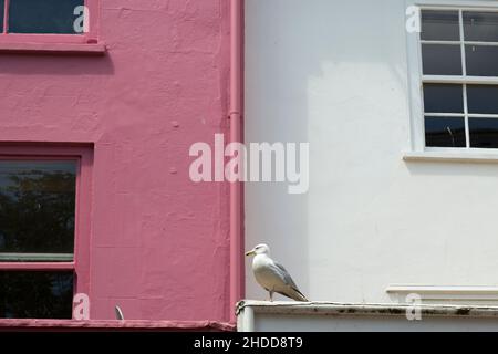 Seagull se trouve sur une corniche en face d'une paire de maisons à Sidmouth, Devon, en été.Une maison est peinte en rose, l'autre en blanc Banque D'Images