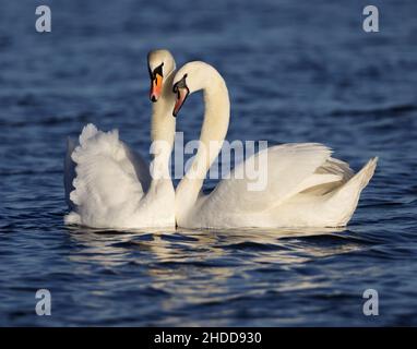 Mute Swan à Gloucestershire, Royaume-Uni Banque D'Images