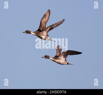 Pintail un migrant d'hiver au Royaume-Uni Banque D'Images