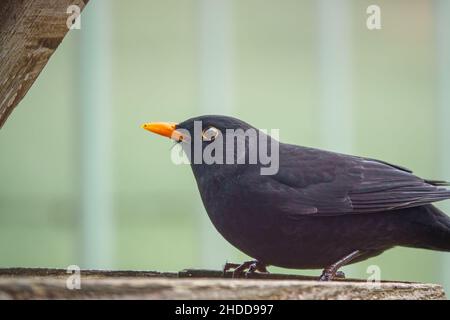 Un homme blackbird (Turdus merula) dînant sur une table de nourrissage d'oiseaux en bois Banque D'Images