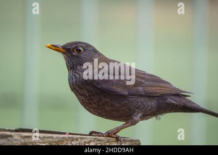 Une femme blackbird (Turdus merula) dînant sur une table de nourrissage d'oiseaux en bois Banque D'Images