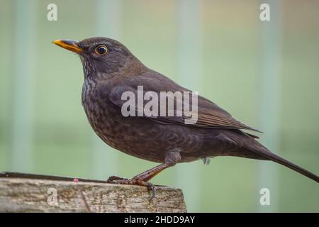 Une femme blackbird (Turdus merula) dînant sur une table de nourrissage d'oiseaux en bois Banque D'Images