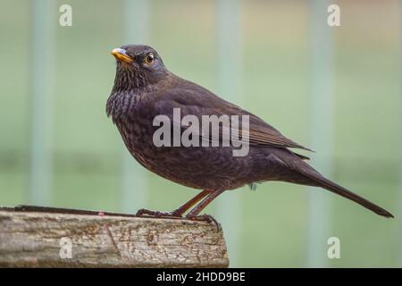 Une femme blackbird (Turdus merula) dînant sur une table de nourrissage d'oiseaux en bois Banque D'Images