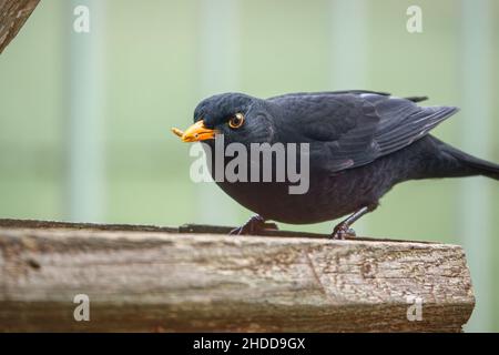 Un homme blackbird (Turdus merula) dînant sur une table de nourrissage d'oiseaux en bois Banque D'Images