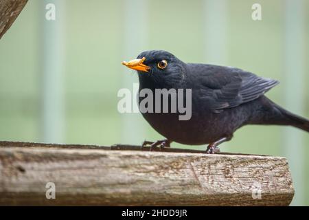 Un homme blackbird (Turdus merula) dînant sur une table de nourrissage d'oiseaux en bois Banque D'Images