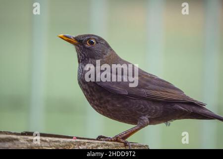 Une femme blackbird (Turdus merula) dînant sur une table de nourrissage d'oiseaux en bois Banque D'Images