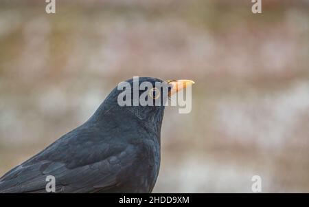 Un homme blackbird (Turdus merula) dînant sur une table de nourrissage d'oiseaux en bois Banque D'Images