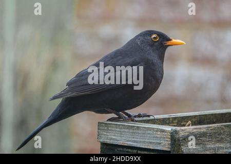 Un homme blackbird (Turdus merula) dînant sur une table de nourrissage d'oiseaux en bois Banque D'Images